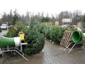 Vánoční stromky - prodej 2011