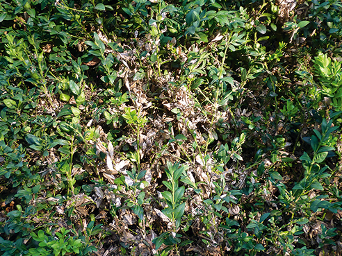 buxus 1.png